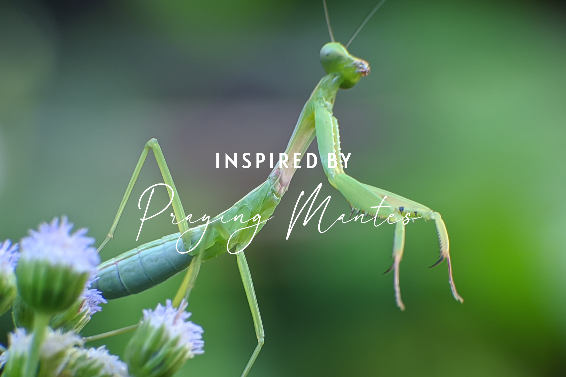 AU NATUREL BTS MEMO ED.2