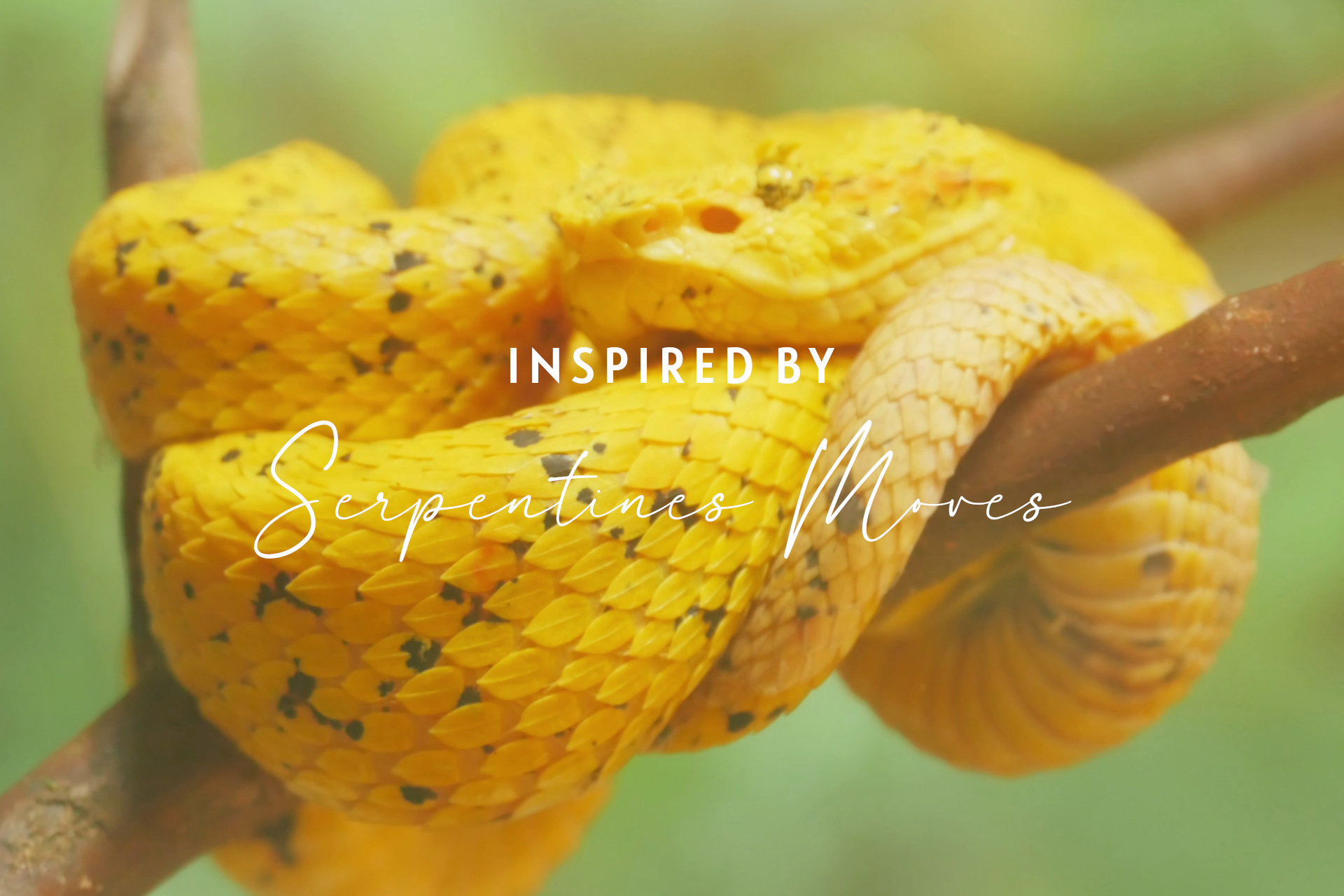 AU NATUREL BTS MEMO ED.2