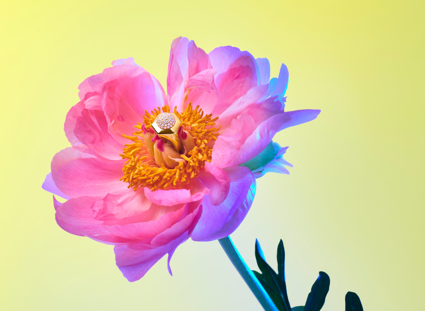 Au Naturel Edition 2