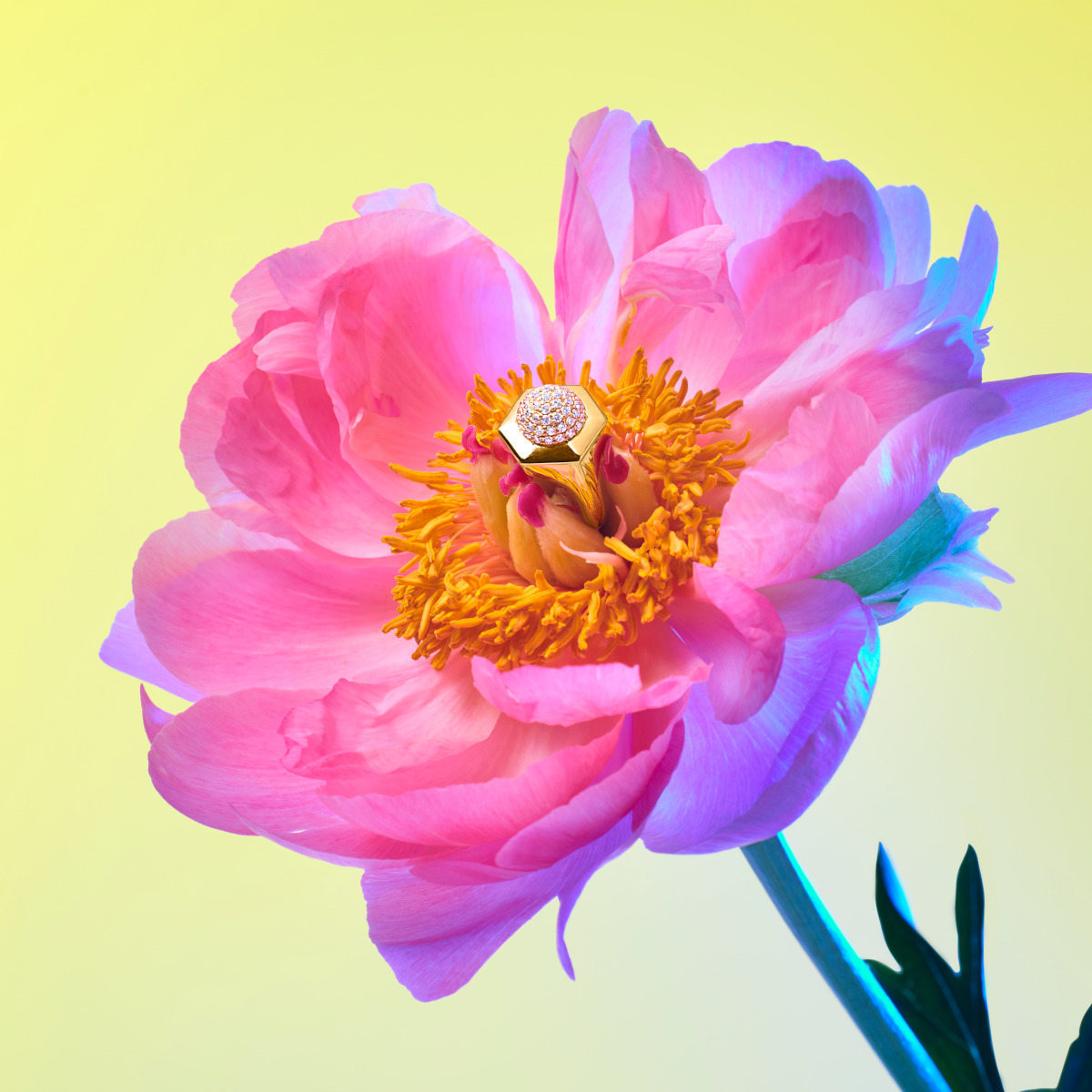 Discover rare 18 karat gold collections