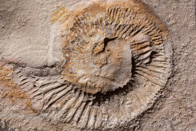 fossil